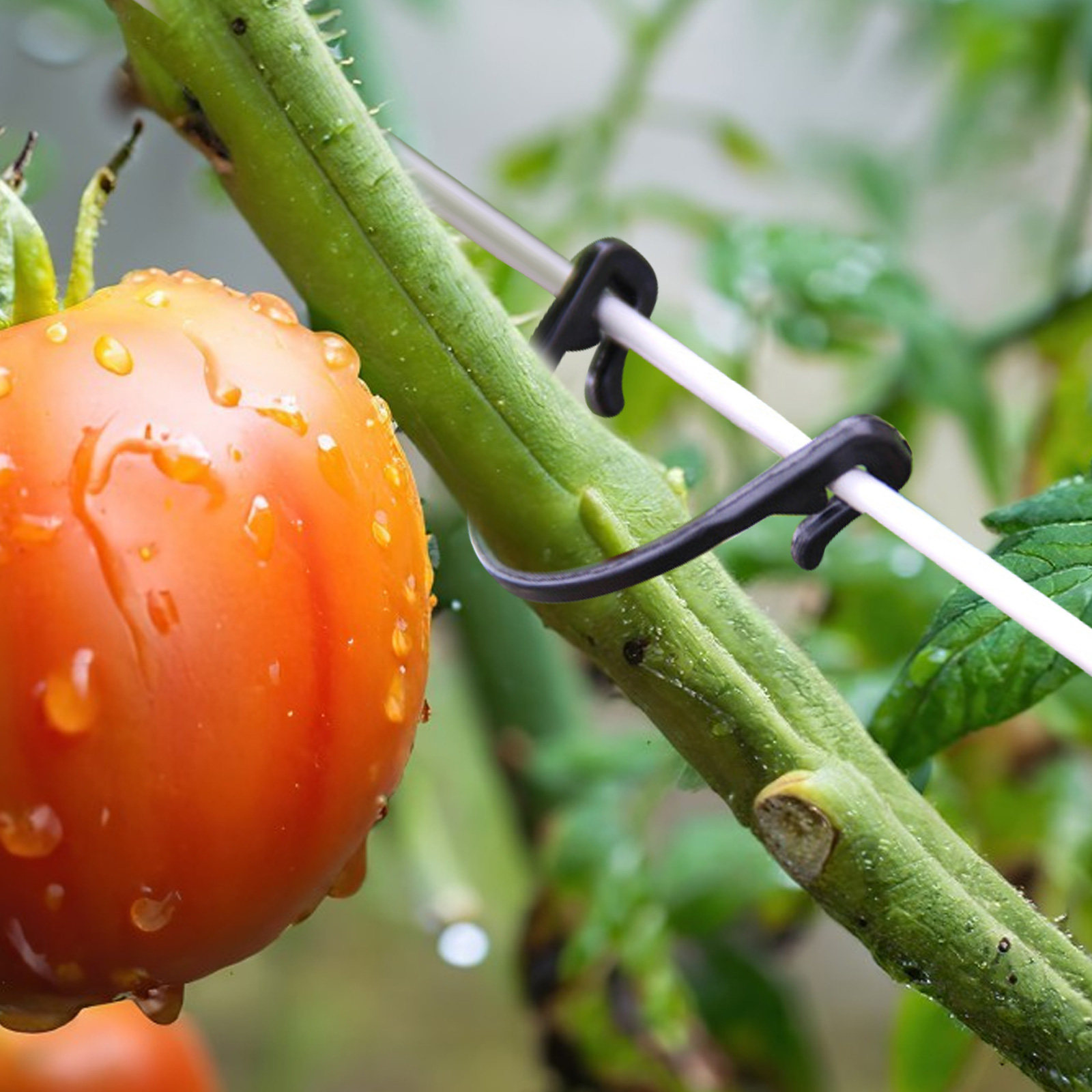 100個入り 植物固定クリップ、丈夫なプラスチック製、ブドウ - Vine Climbing Plastic のレビューと価格